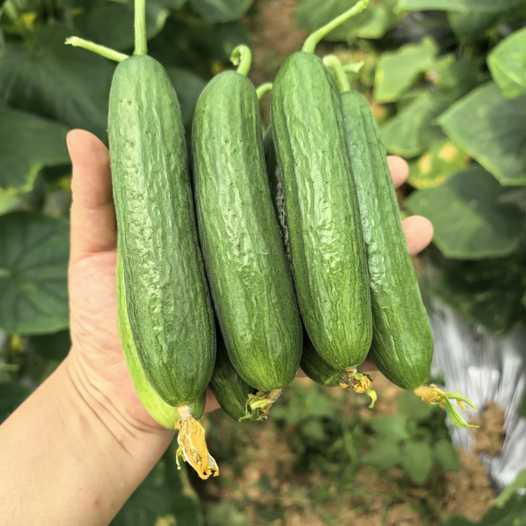 水果黄瓜 清脆爽口 绿色食品 现采现发  肖胜蓝自种