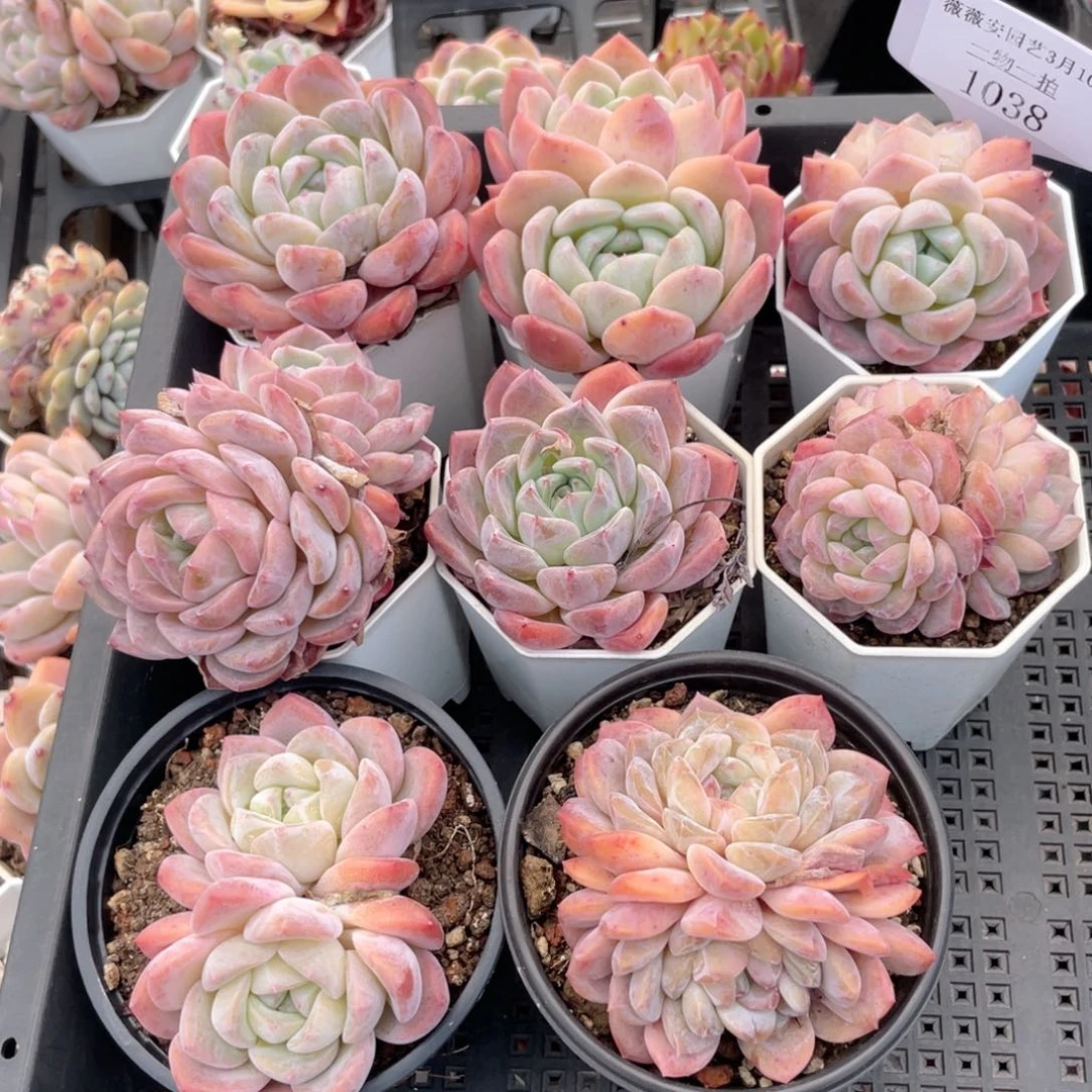 薇薇安园艺多肉1038