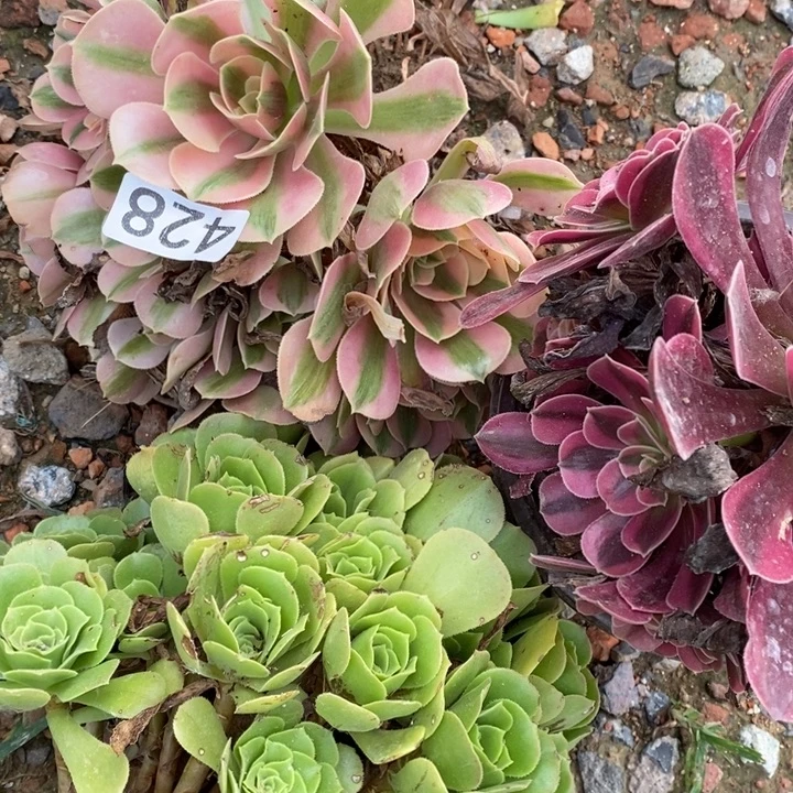 法师组合428号3棵11111111