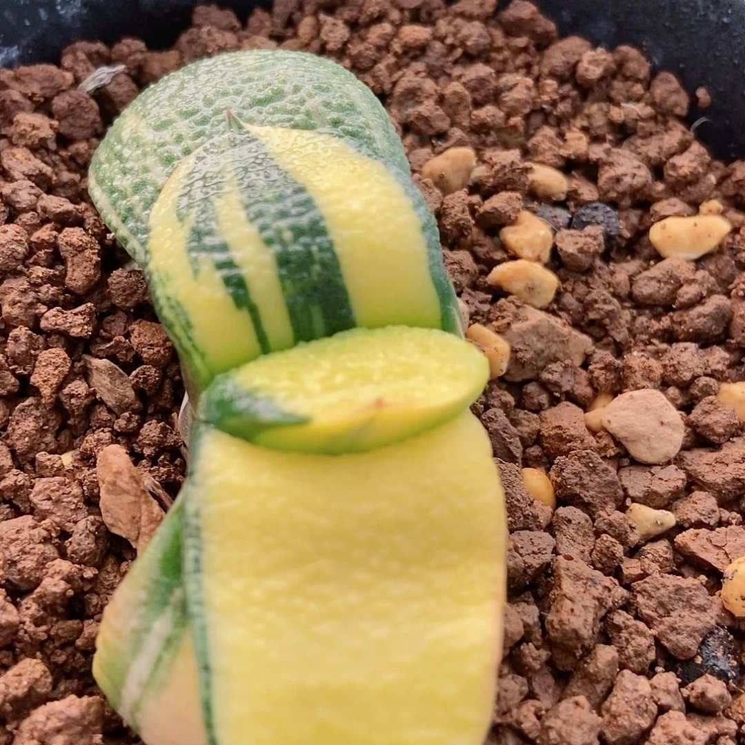 791卧牛实生锦大密釉带盆发货