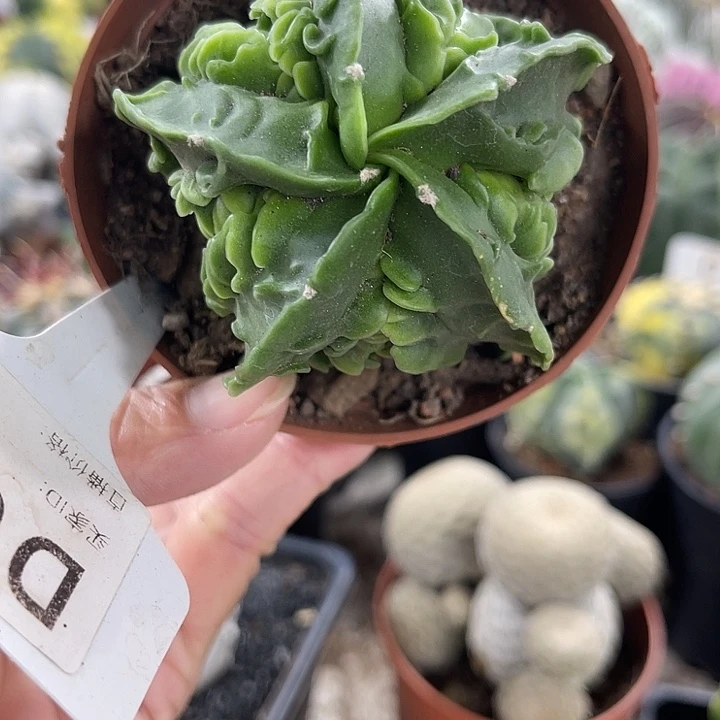 仙人球开花仙人球上