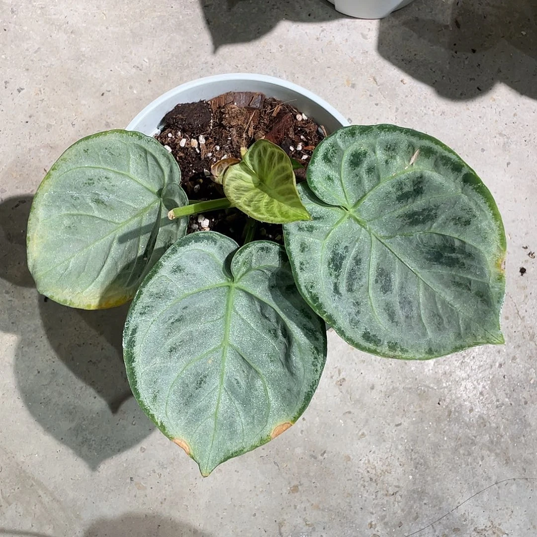无花朵银月饼花烛