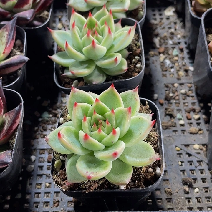 托斯卡带盆土发货