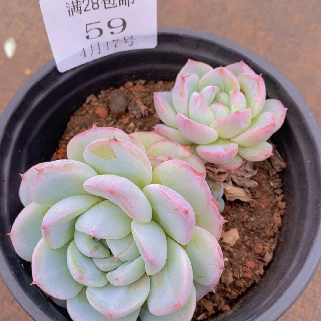 云59号线和九星南延高速