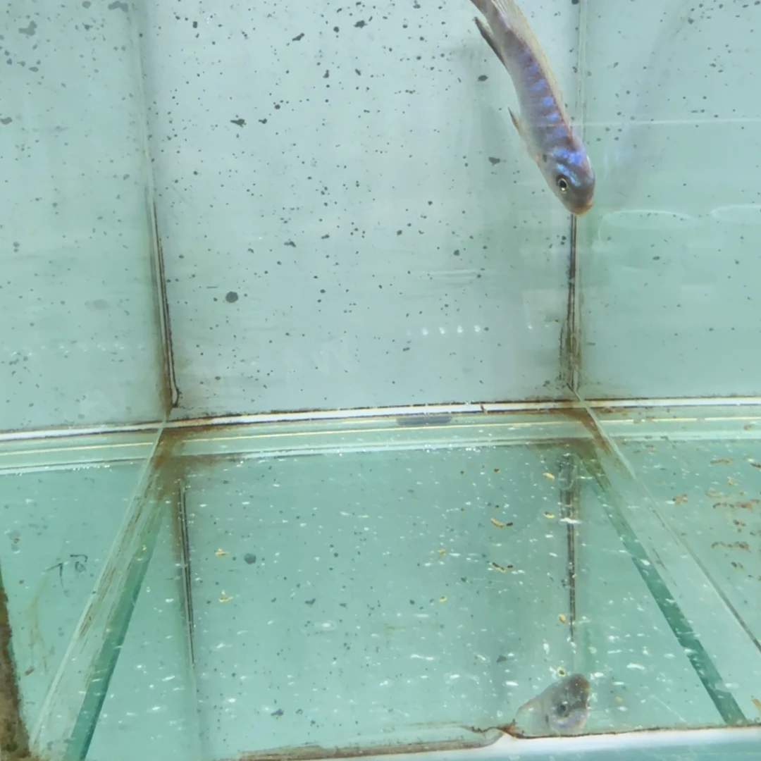慈鲷蓬勃斑马1415。