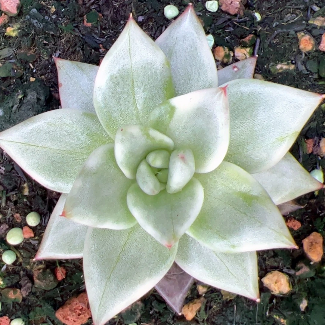 魔王西瓜锦，多肉植物