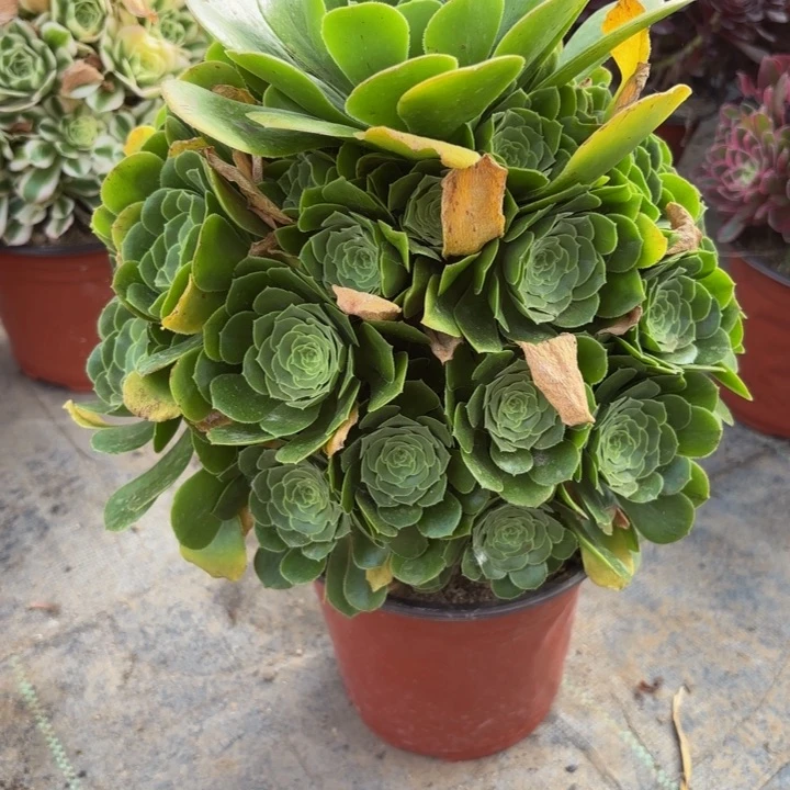 瑞妈多肉植物061