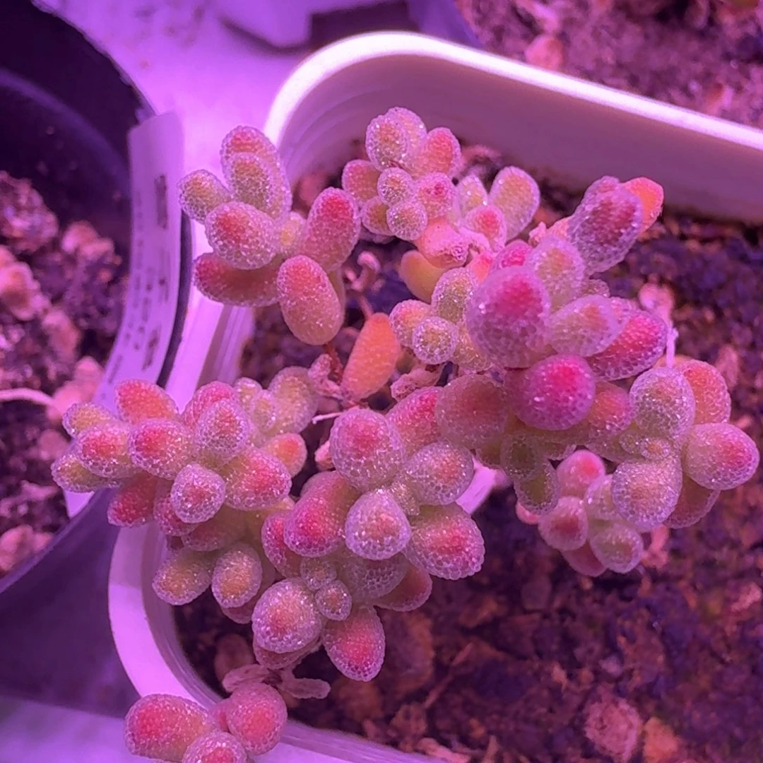 321带盆土发货冰晶枝干