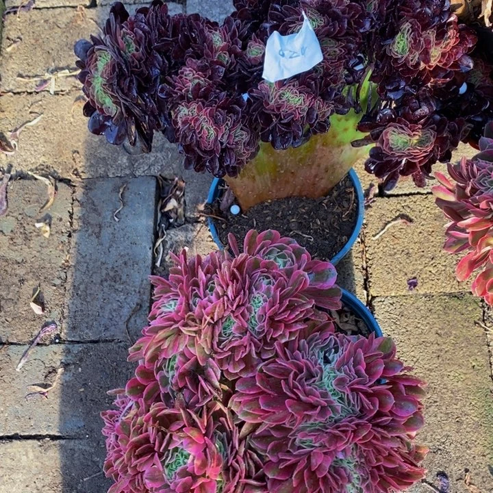 大***景024法师一组多肉植物