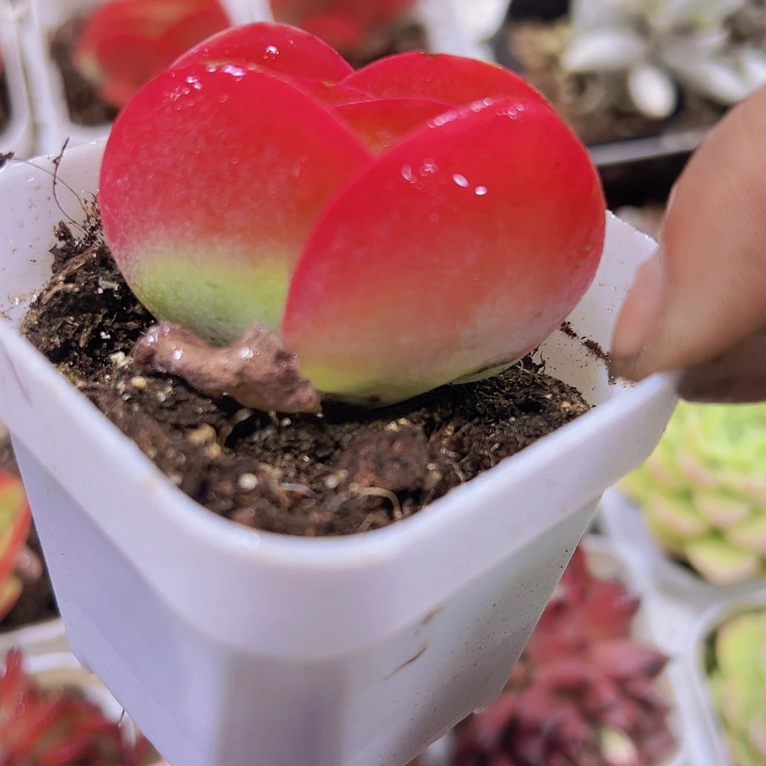 唐寅19包邮多肉植物