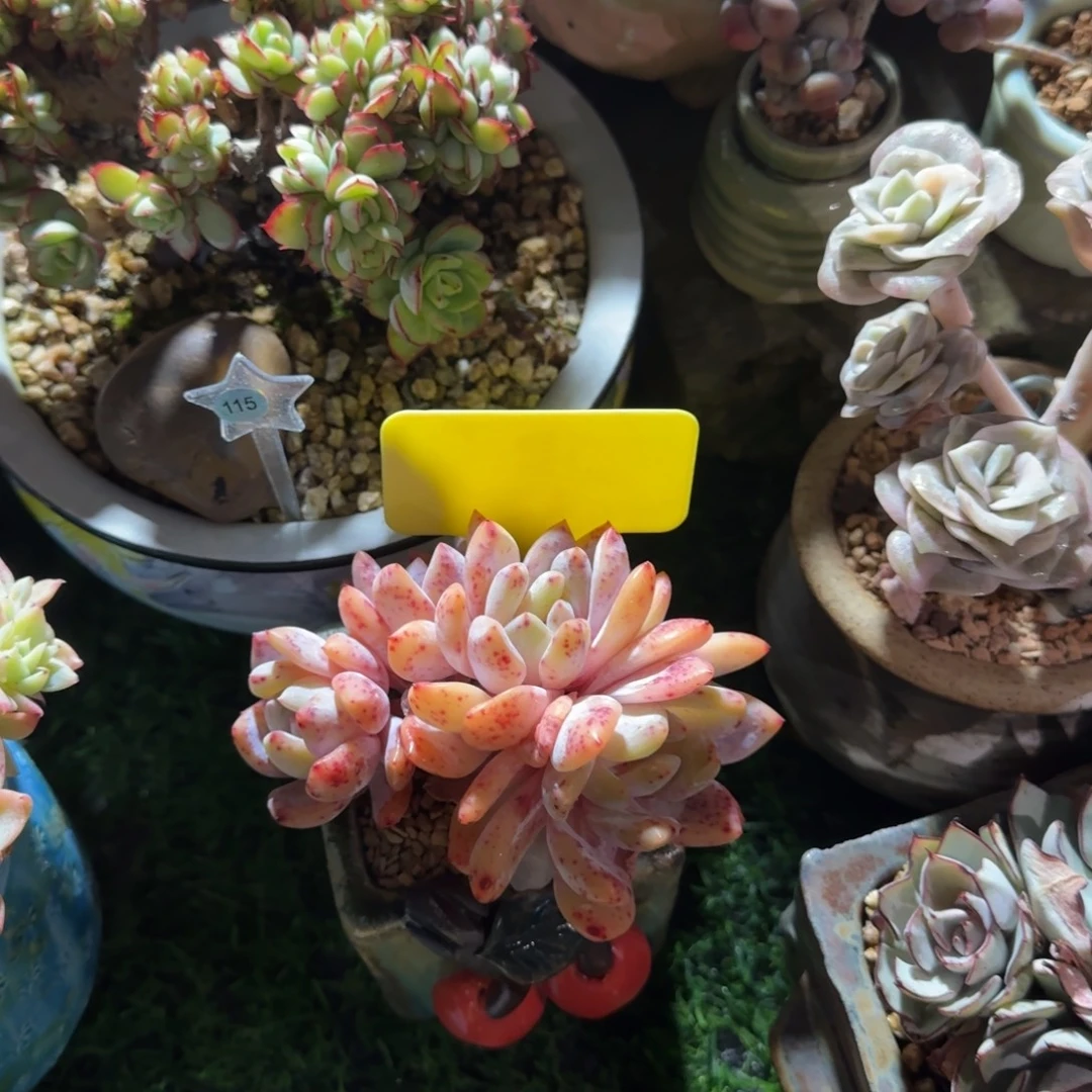 V***i多肉植物吸引朵朵坠