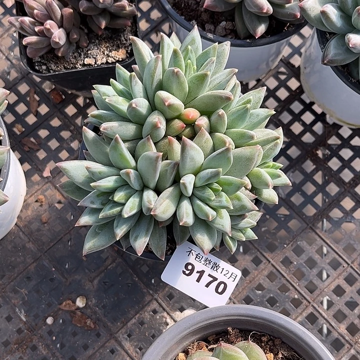 阿雅园艺。     9170