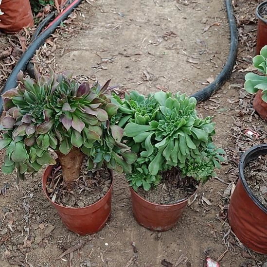 两颗法师加急发货2