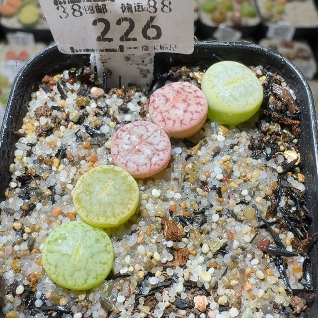 Sss清货了全便宜了226