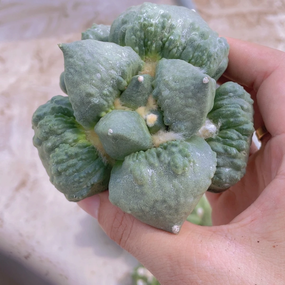 自根特价怒涛带血曹