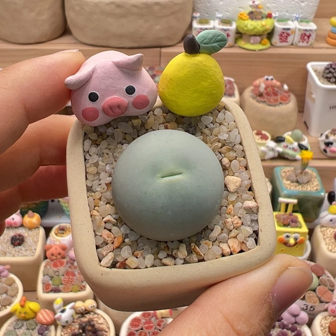 多肉植物193号大鸽子蛋