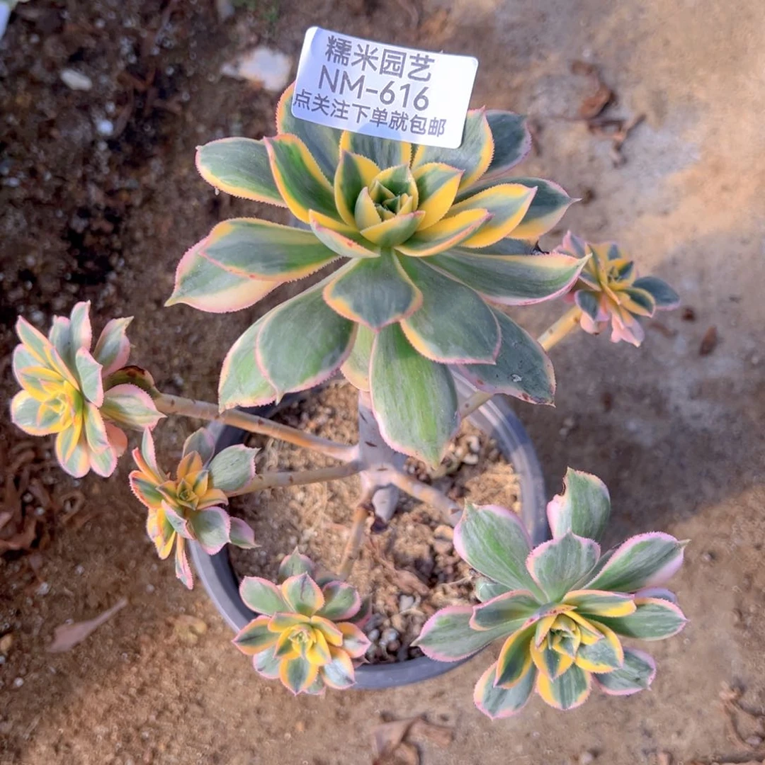 灿烂多肉植物616