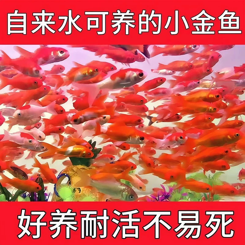 樱花火焰草金鱼（多彩混色）25条 不指定颜色5-7公分