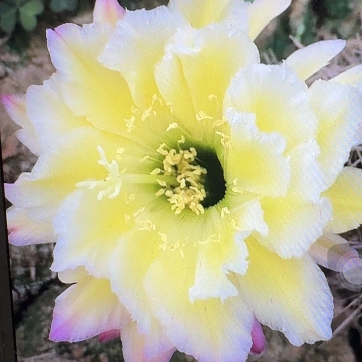 杜兰戈侧芽5公分左右毛花柱（20包邮）