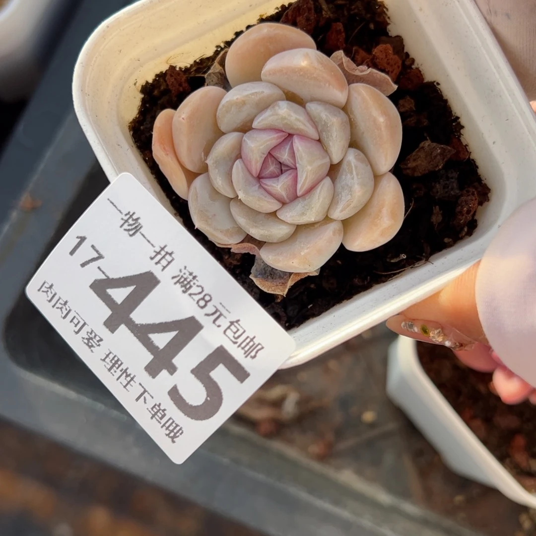 汉堡，多肉多肉多肉多肉