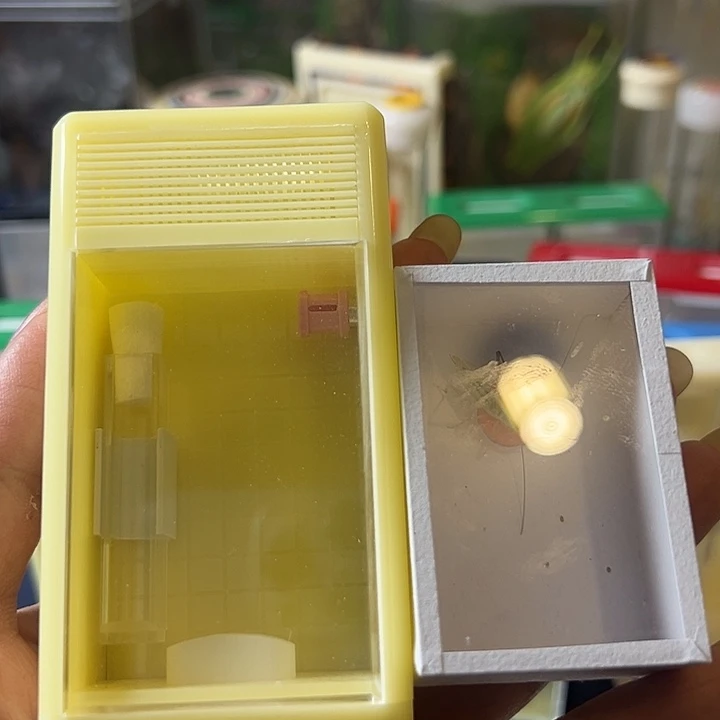 飘***竹蟋蟀哈哈哈哈哈哈哈哈哈哈