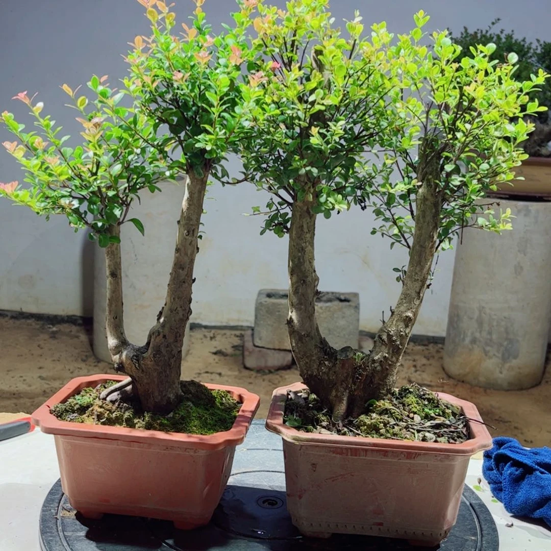 当前无花朵，栽培后可花朵