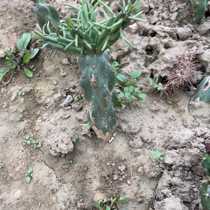 锁链掌一棵有根有小侧芽