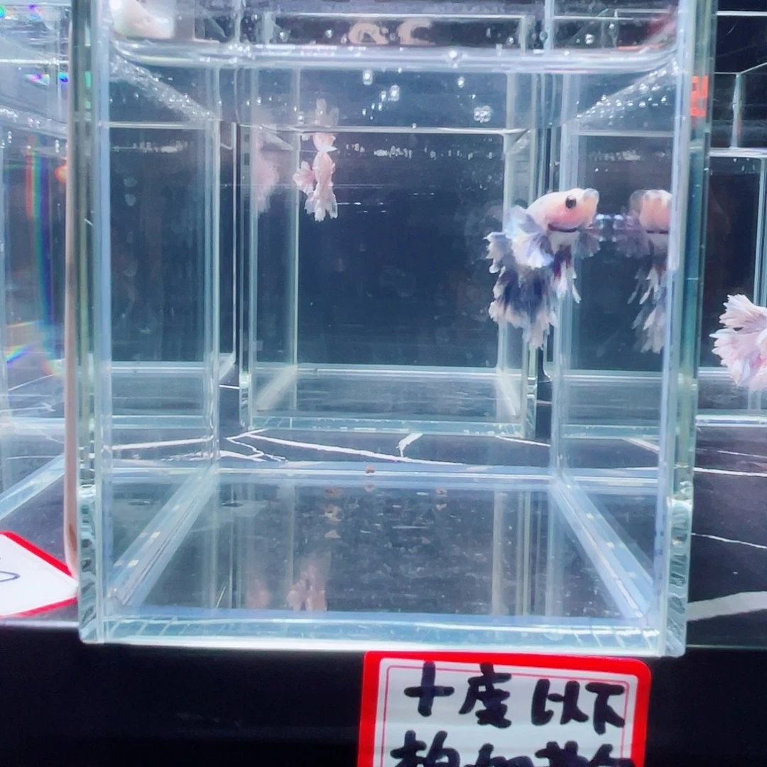 斗鱼印尼斗鱼,记得拍加热包022