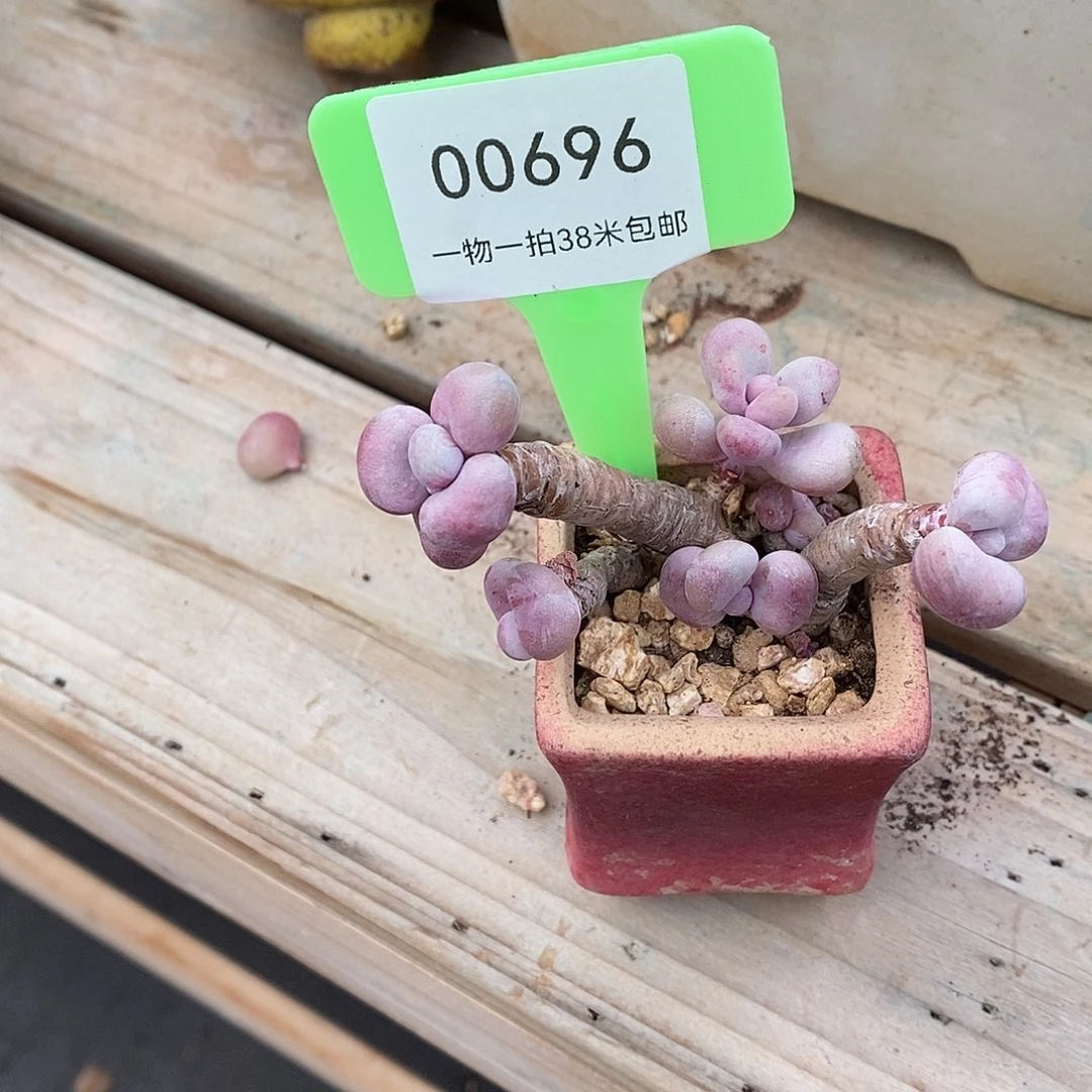 696咯路咯木哦哦哦哦哦哦哦