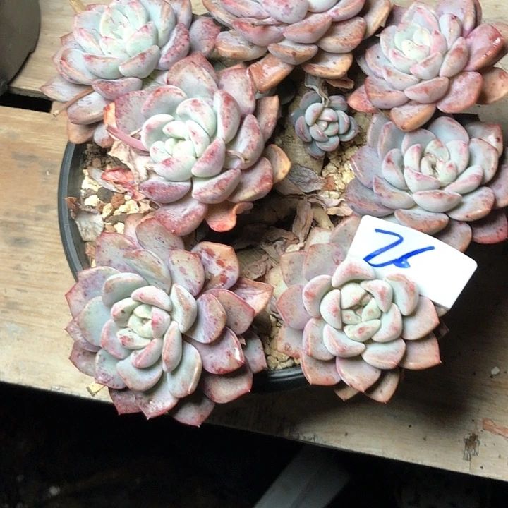 ༇*25////////////////