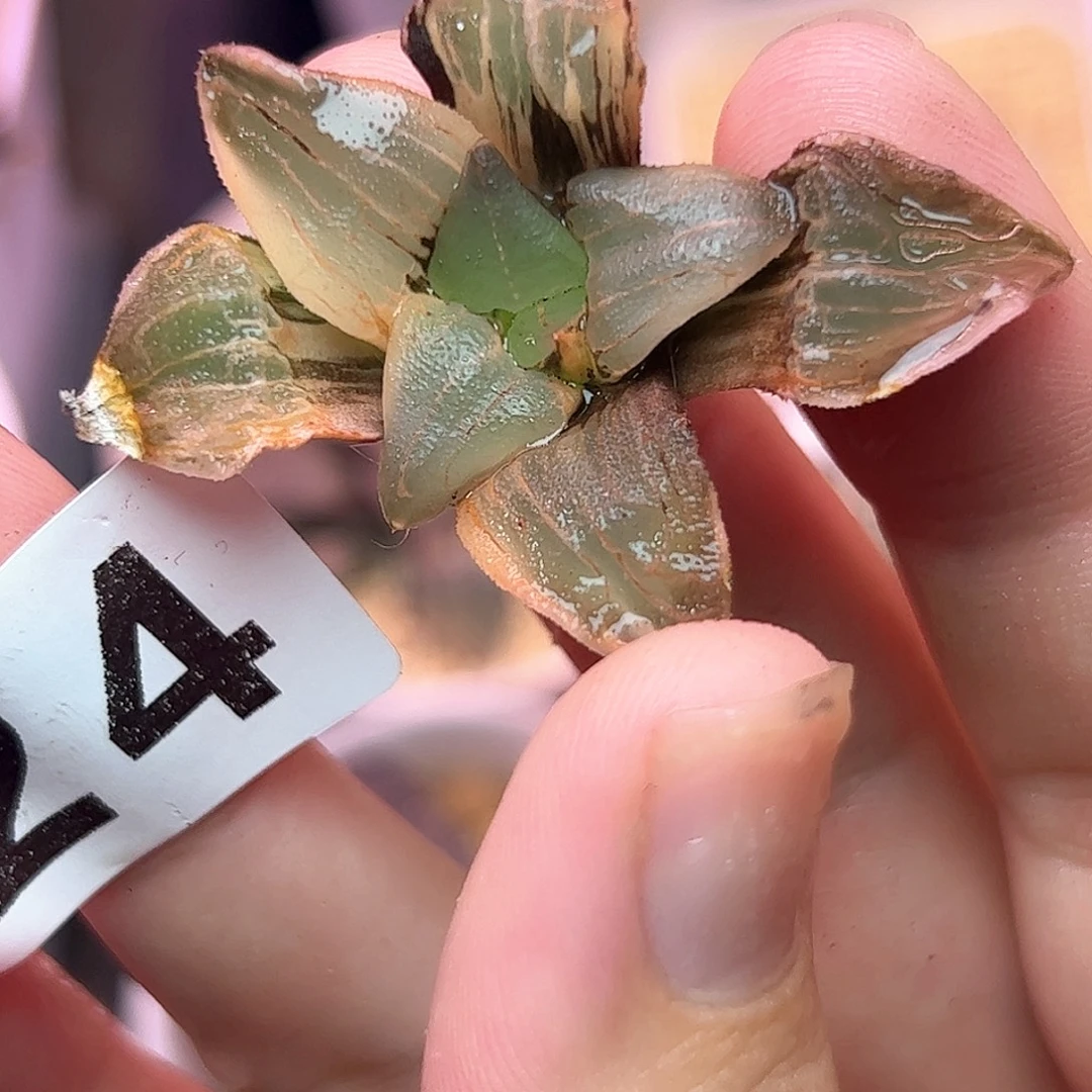 524红红火火恍恍惚惚