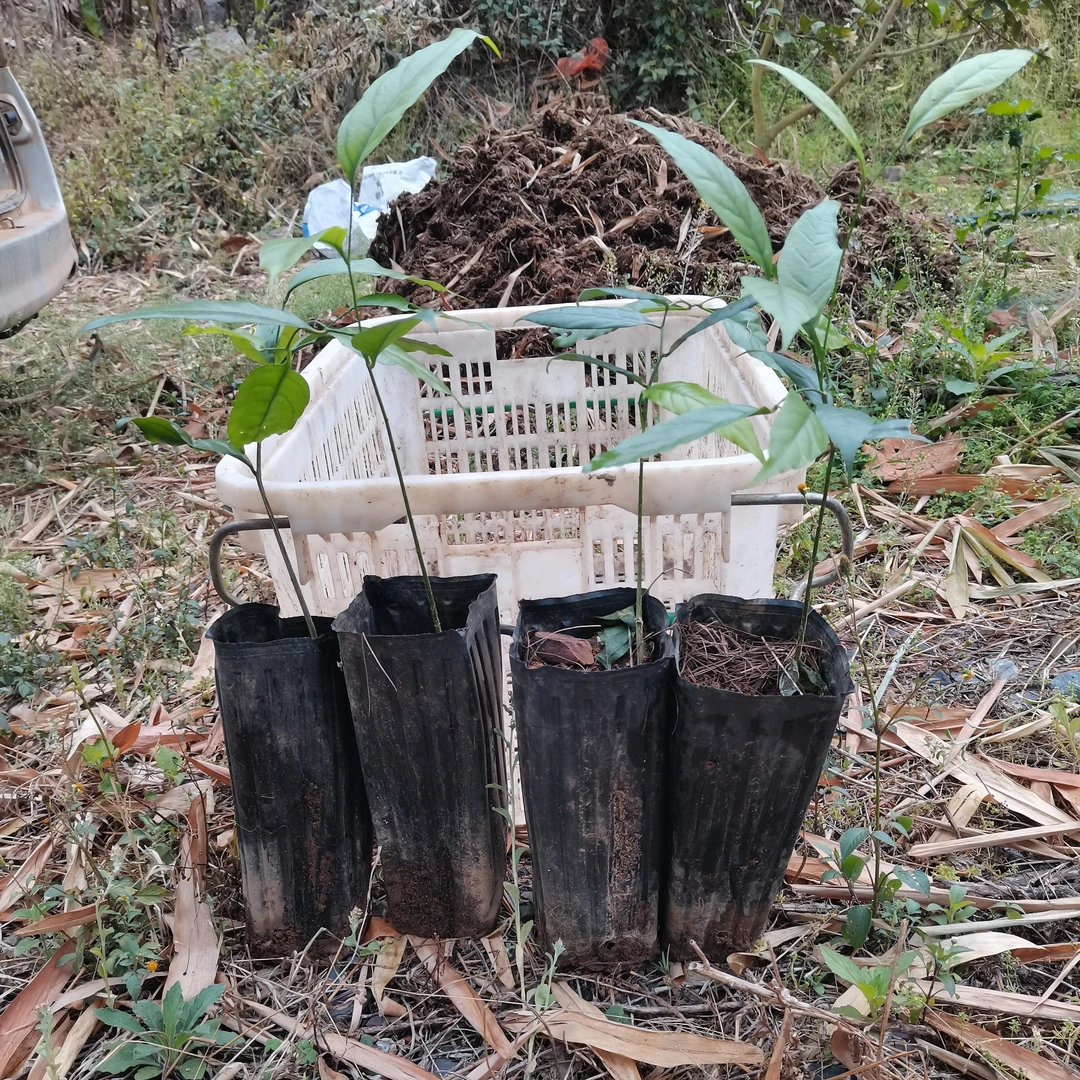 云南甜菜苗，雷公菜苗，新鲜长蕊甜菜苗