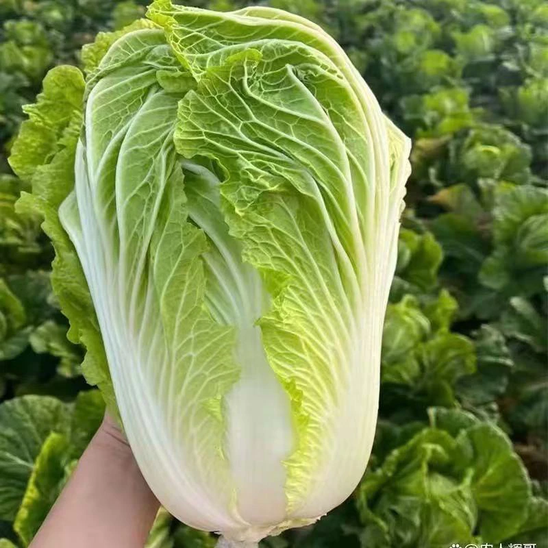 白菜    农家自种新鲜大白菜