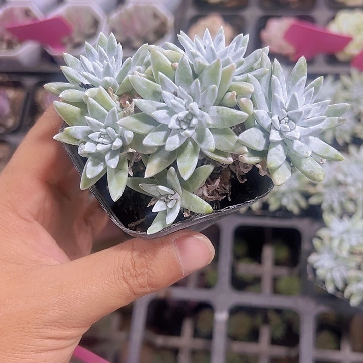 白菊精品多肉植物大战