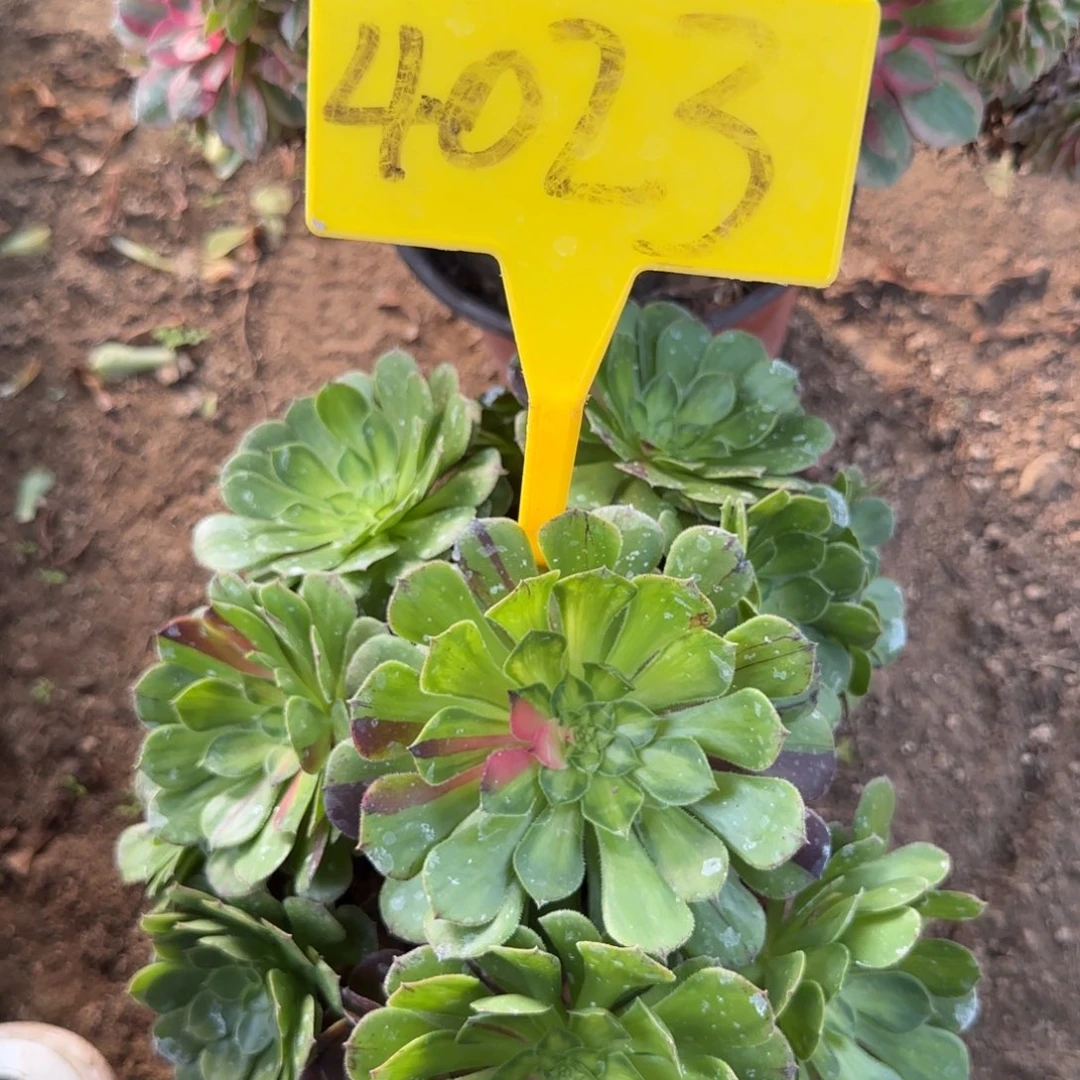 4023--知否。知否？知否