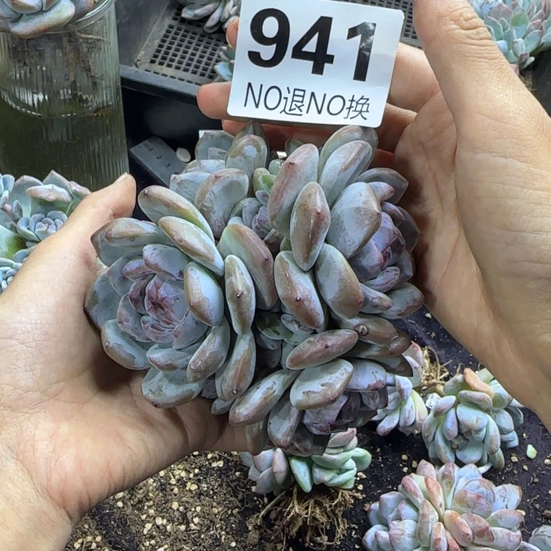 星影紫心石榴籽一物一拍941