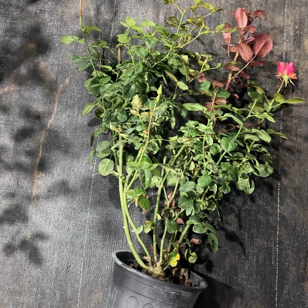 无花朵一物一拍290号