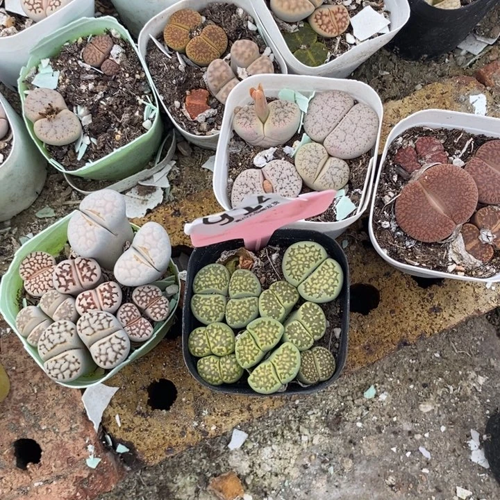 小***杨生石花的季节到啦914
