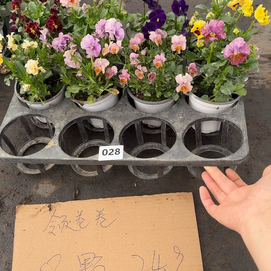 028号大花角堇清棚福利无售后