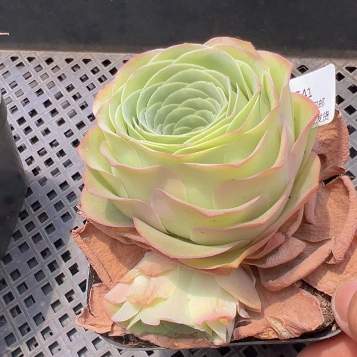 541加帕裸根不带土发货不包损