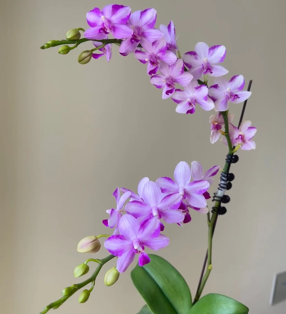 花苗【紫水晶3.0苗无花剑基地直发花期长夏花带香叶片有损伤
