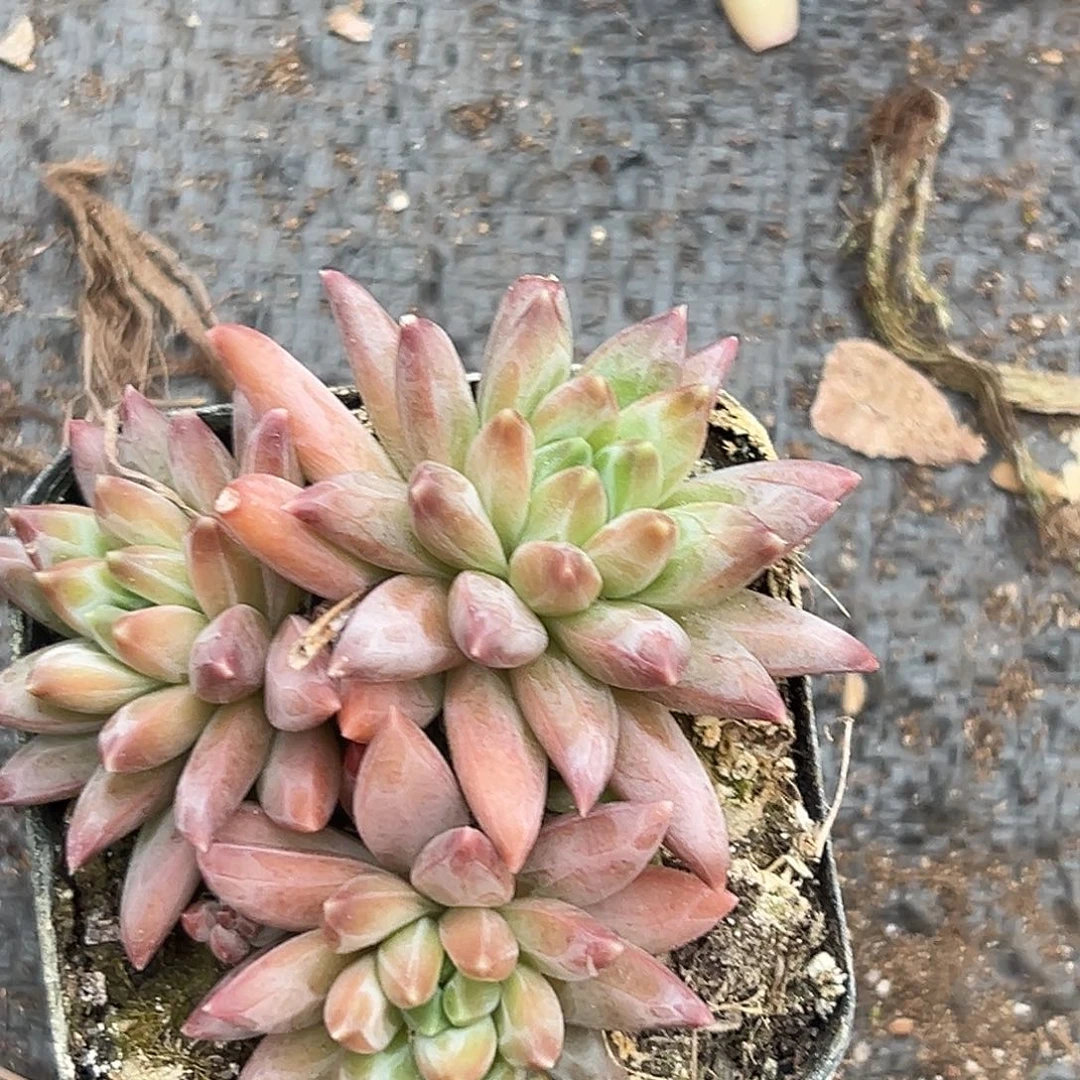 美美金品多肉美人系