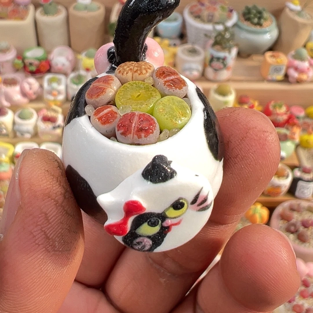 多肉植物12号彩拼带盆