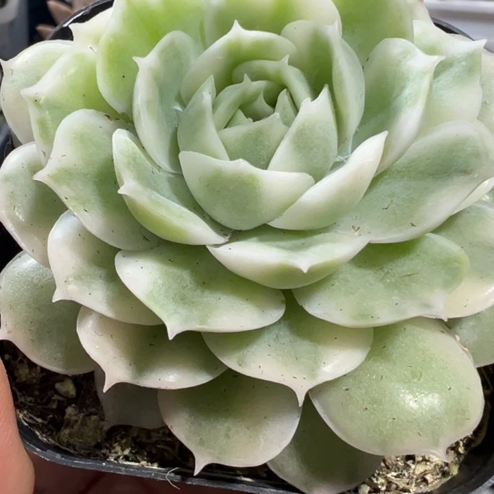 绿体昂斯诺锦多肉植物