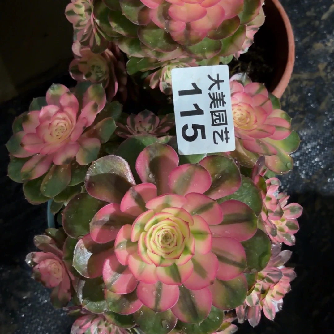 荔枝两个115肉肉肉肉