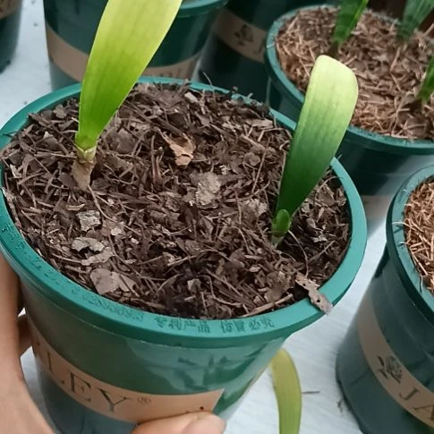 神***昕无花朵特色花卉君子兰小苗君