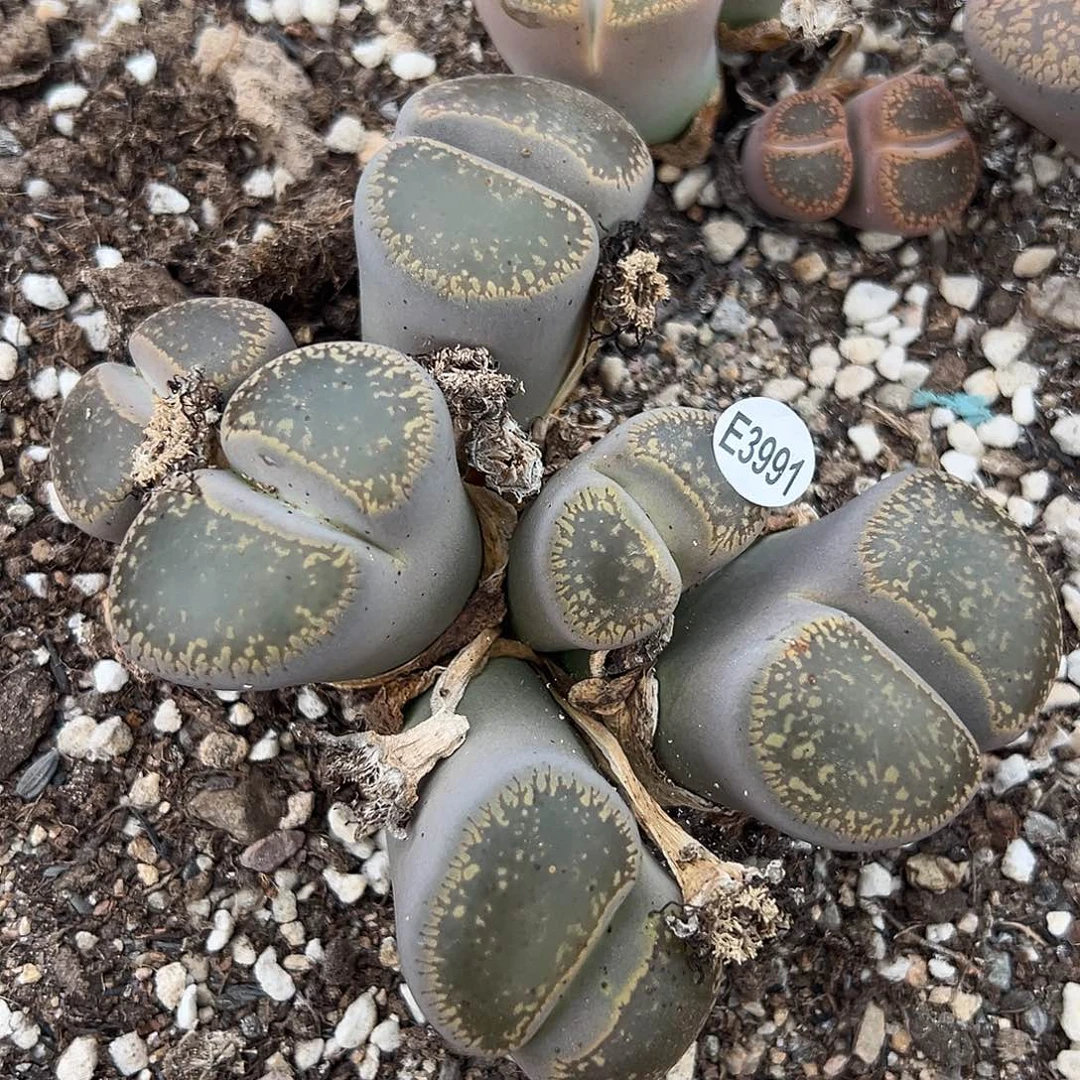 3992下播福利6头日轮1111