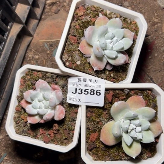 p****o谢谢姐姐～一物一拍3586