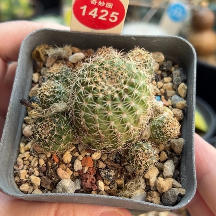 丽花丸群一棵仙人球