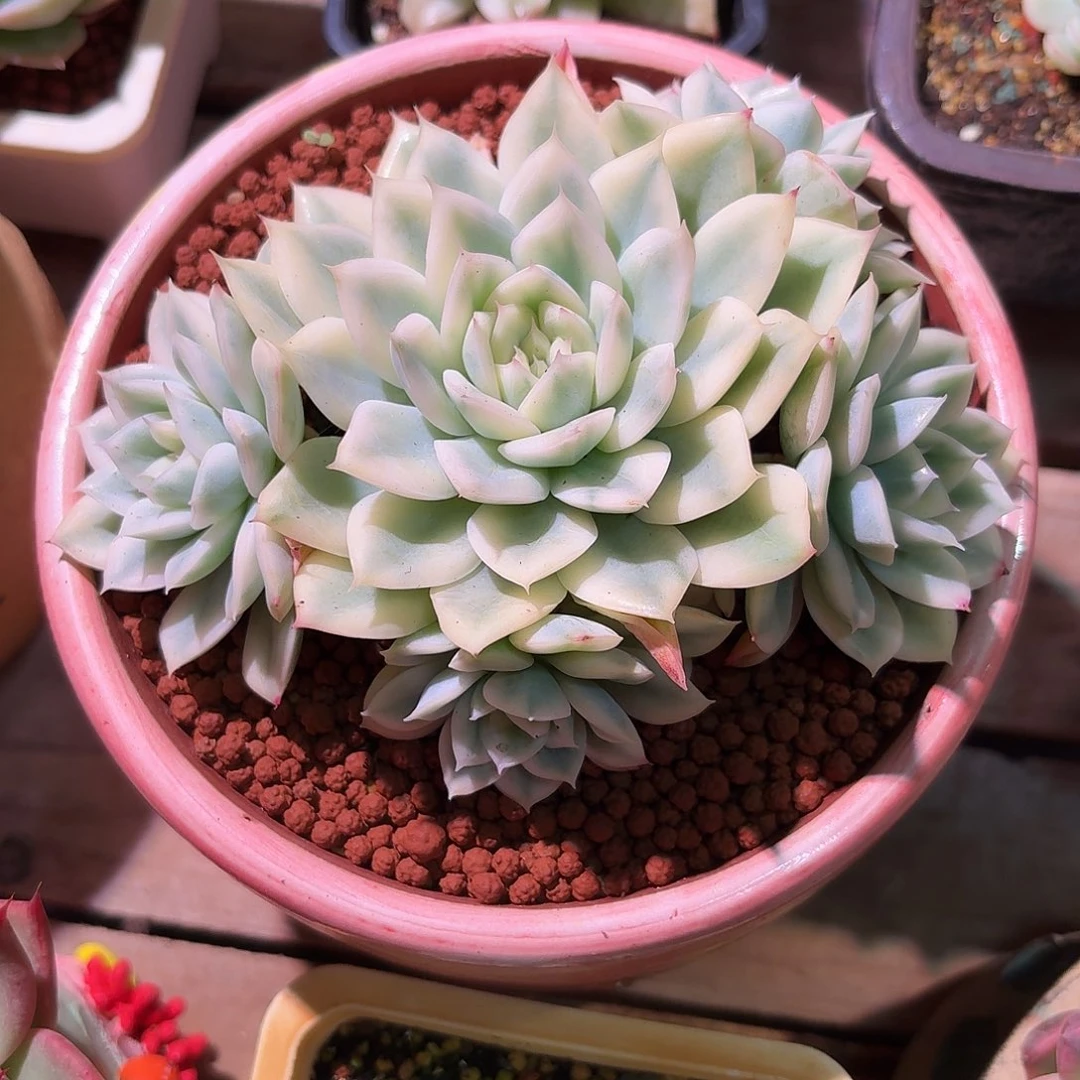 月亮仙子锦群生多肉多肉多肉